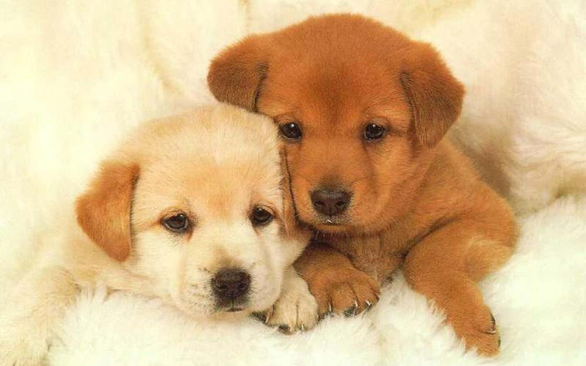 Cute Puppies Wallpaper