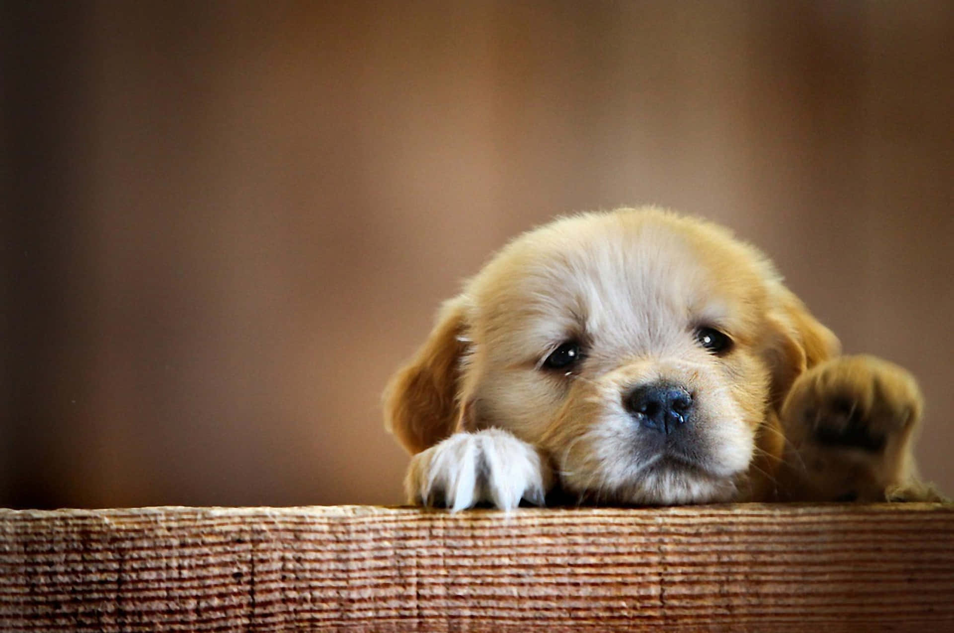 Puppies HD Wallpaper & Background