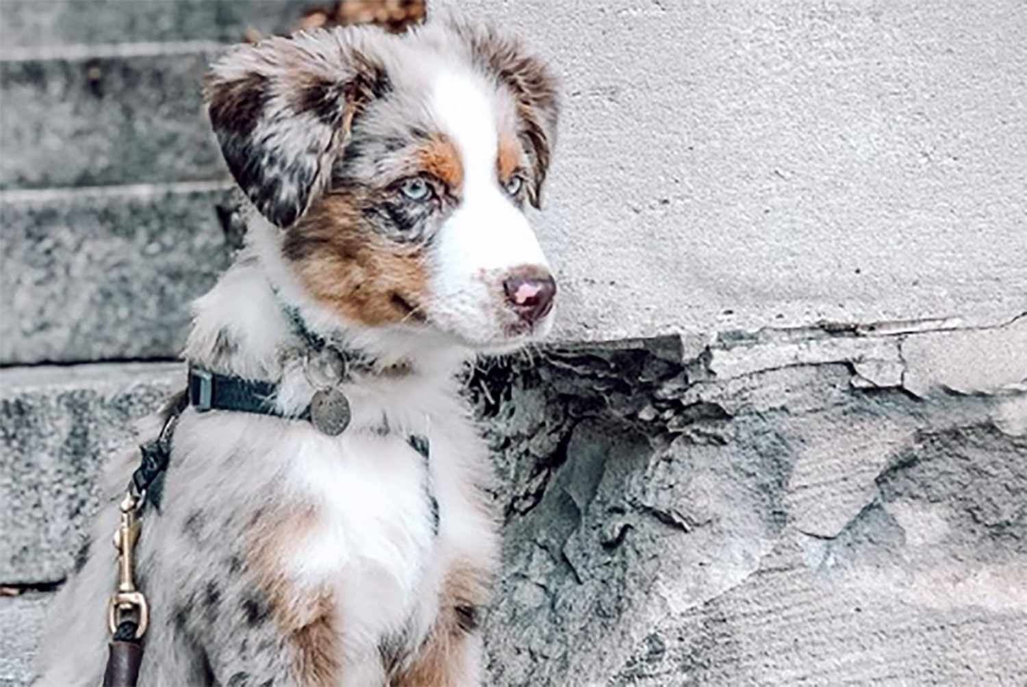 Cute Puppy Photo That Will Have You