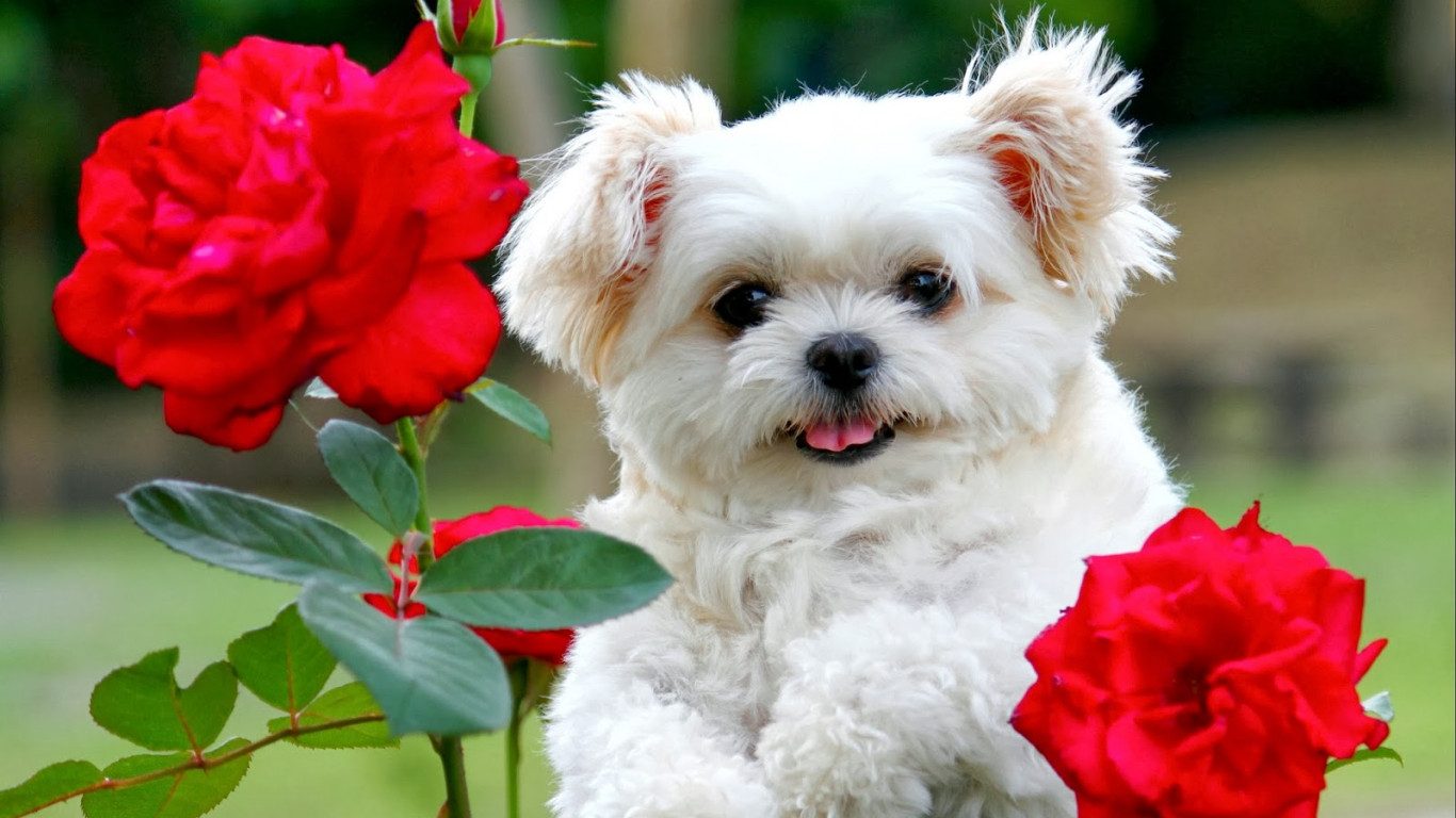 Puppy Wallpaper 1600x1067 60224