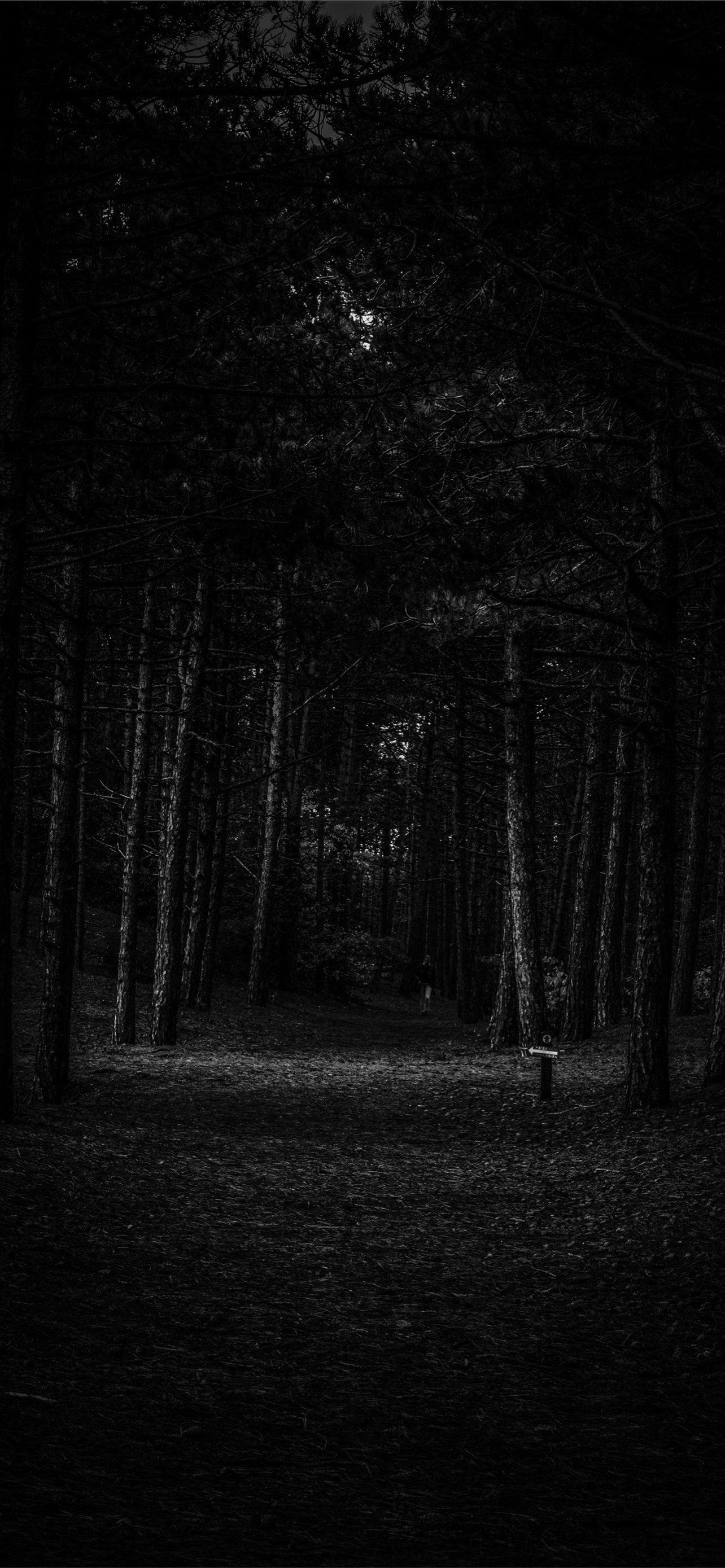 dark forest iPhone Wallpaper
