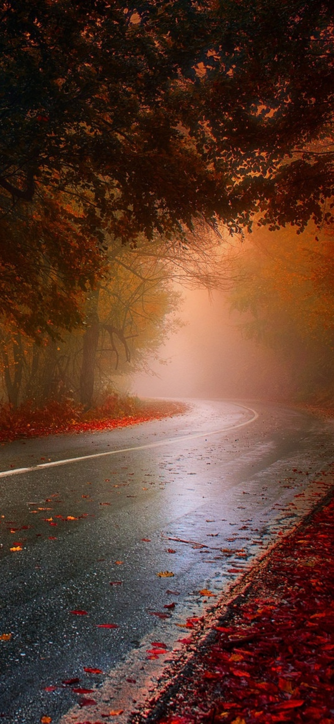 Wet Rainy Road Leaf Fallen HD