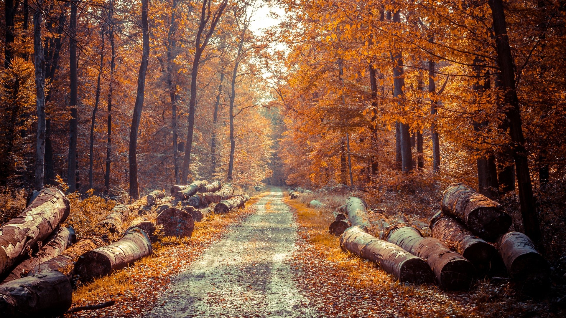 Autumn Forest Path Ultra HD