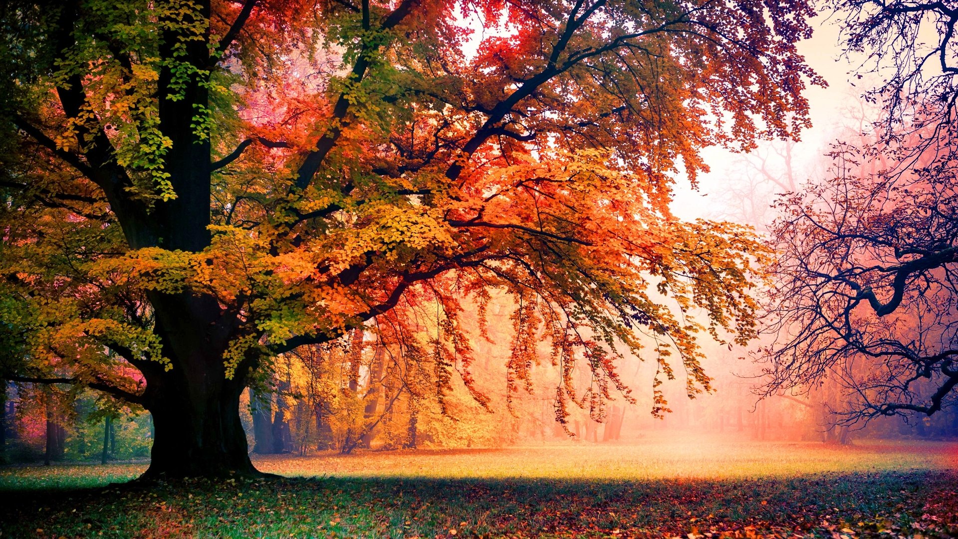 Autumn Fog in Nature Park Ultra HD Wallpaper