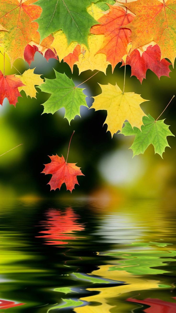 Autumn Maple Leafs Smartphone Wallpaper