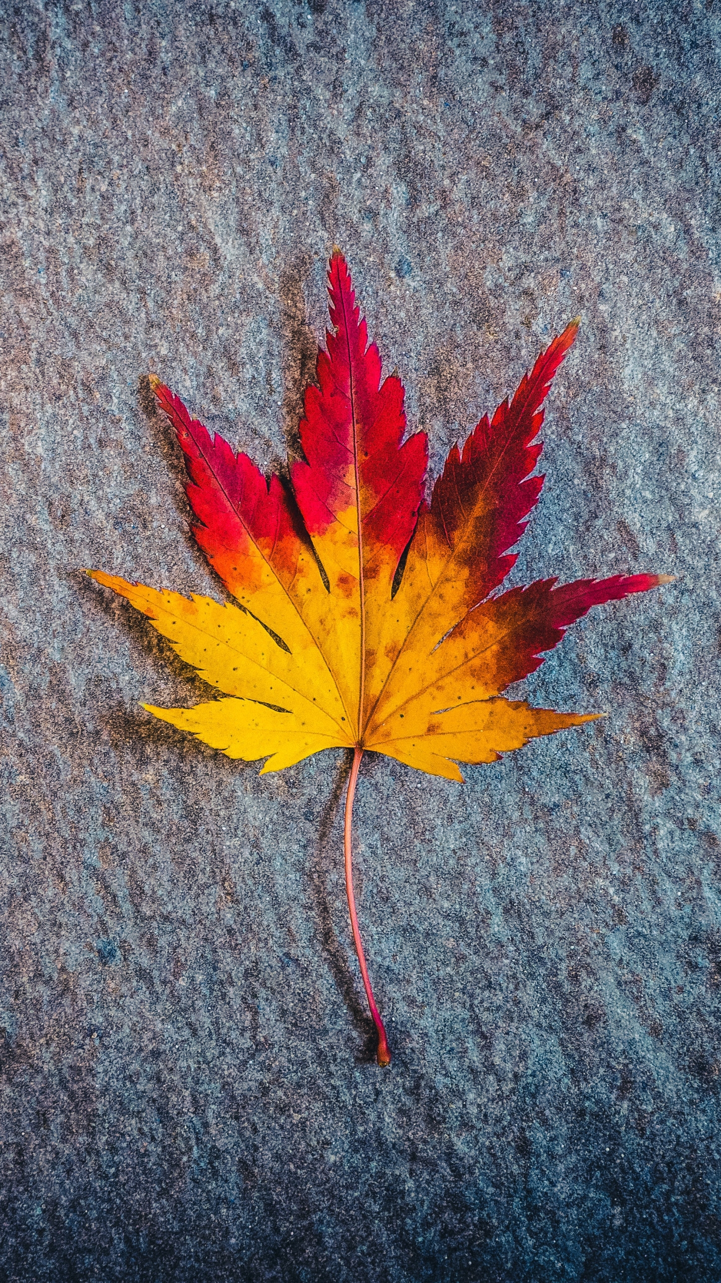 Maple Leaf wallpaper for mobile phone