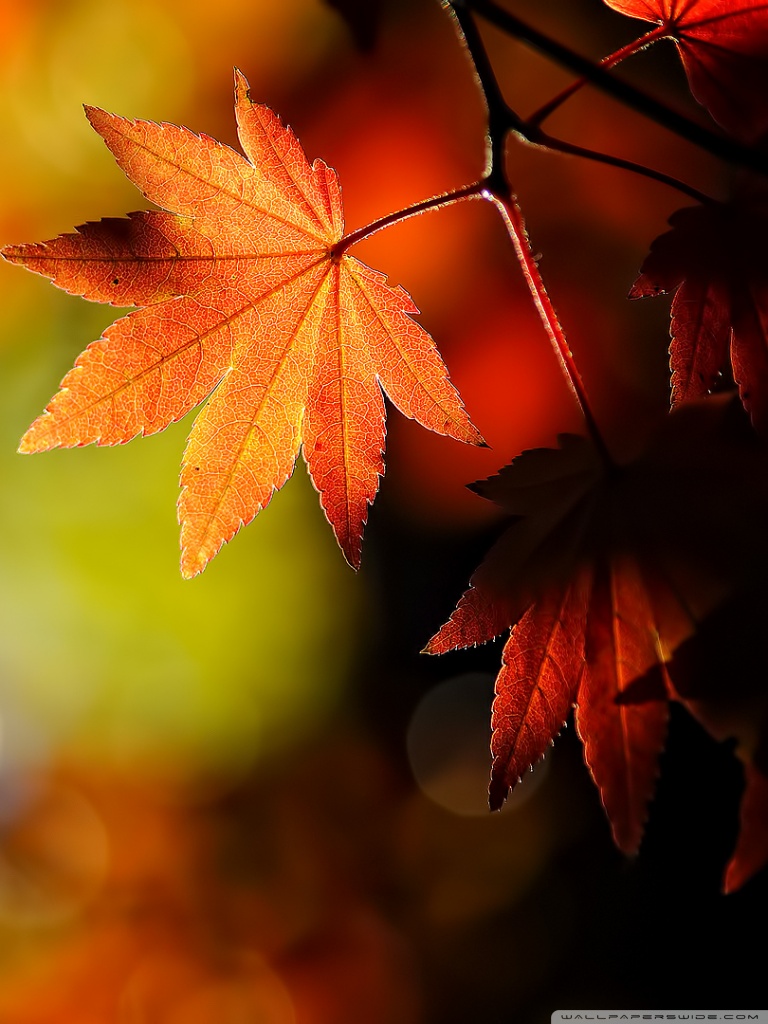 Autumn Maple Leaves Ultra HD Desktop