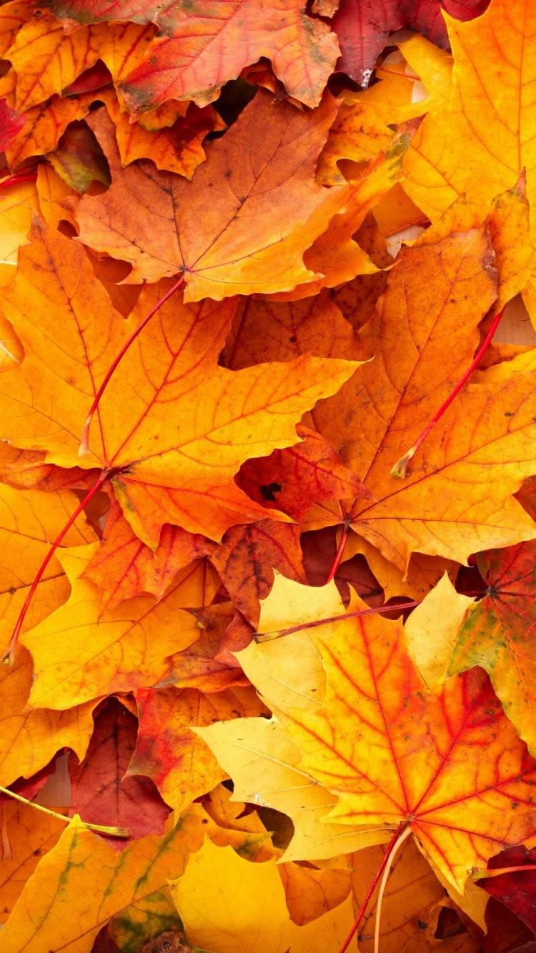 Fall iPhone HD Wallpaper