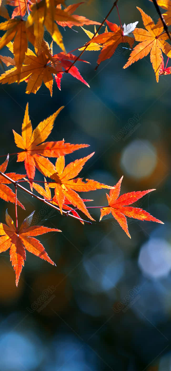 Autumn Leaves Phone Wallpaper
