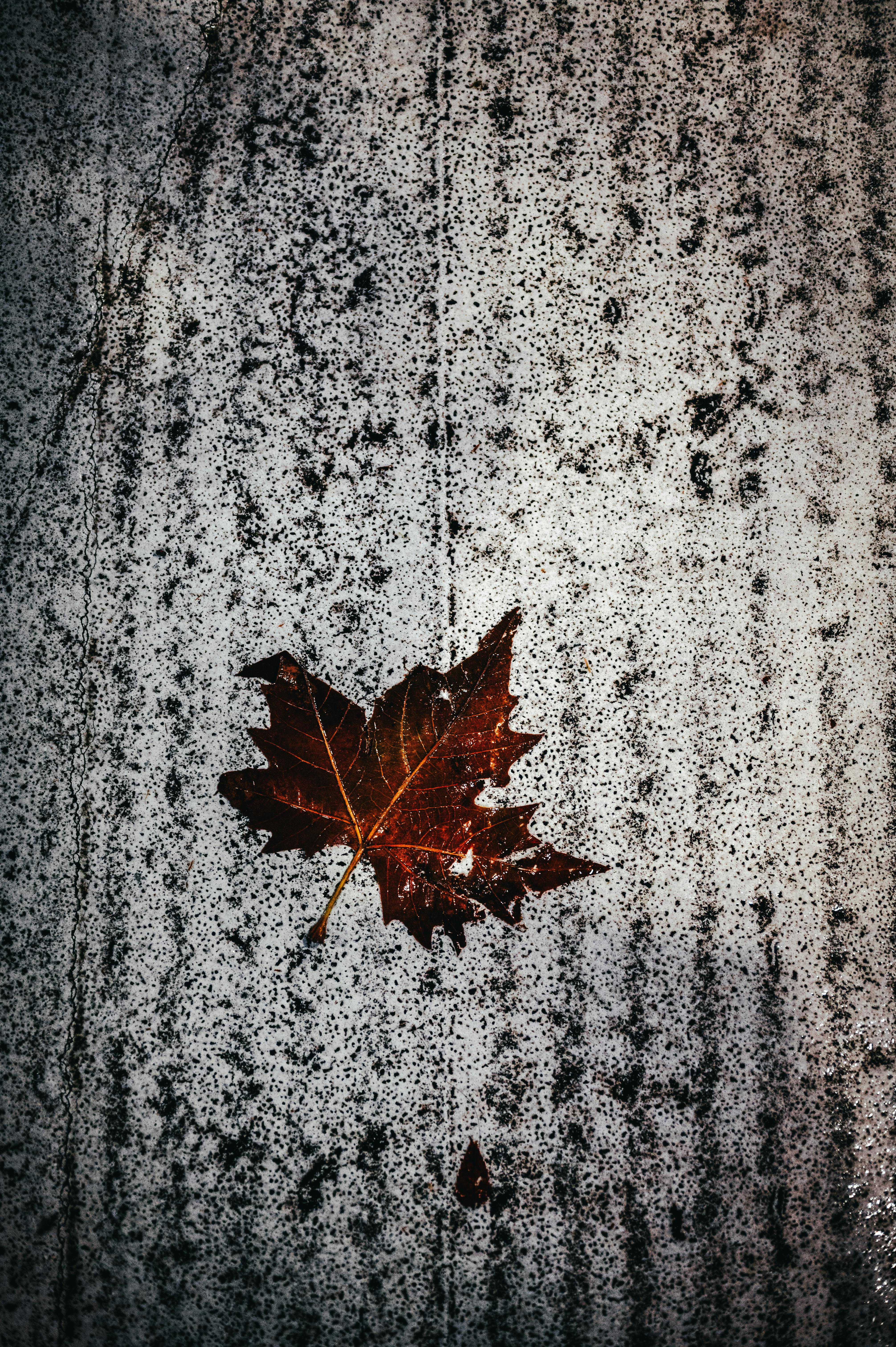 A Brown Maple Leaf on the Ground · Free