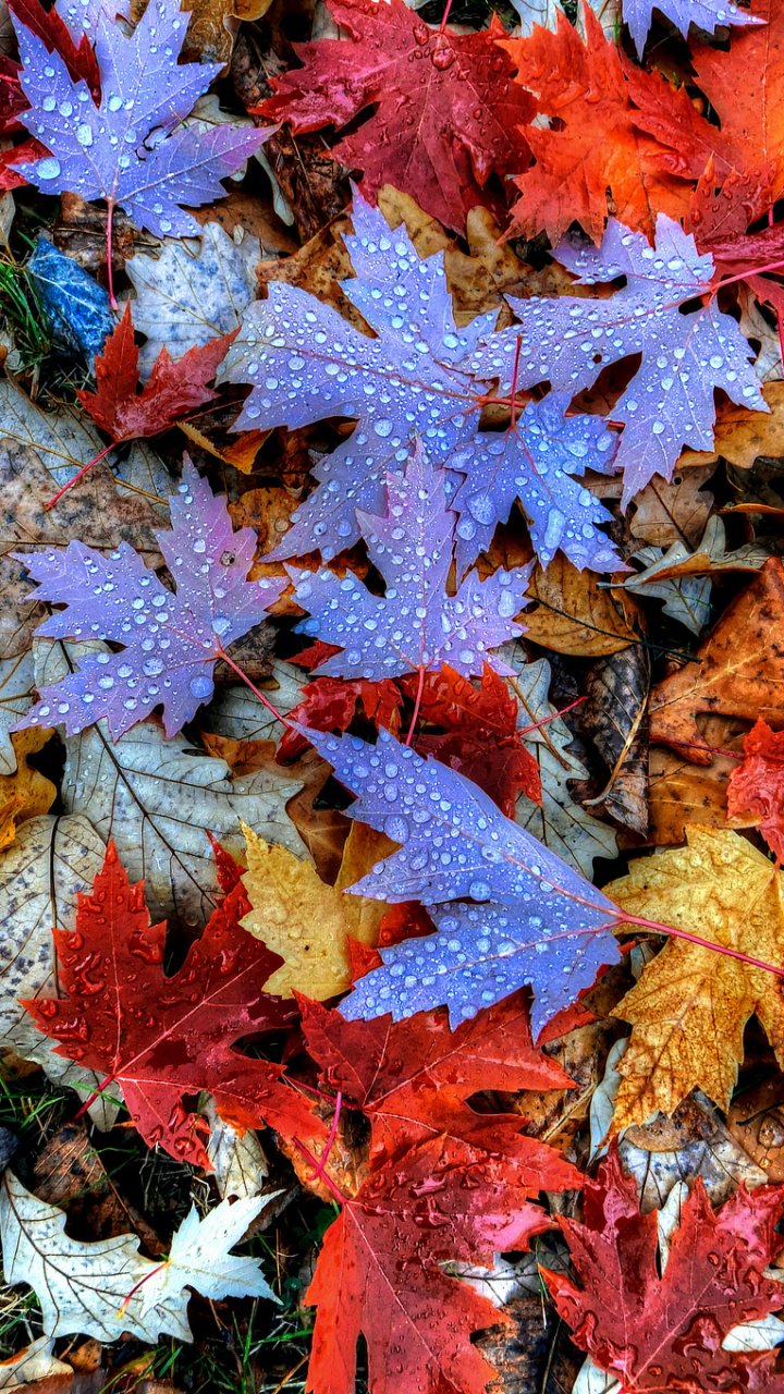 Download Water Drop Fall Dew Drop Maple