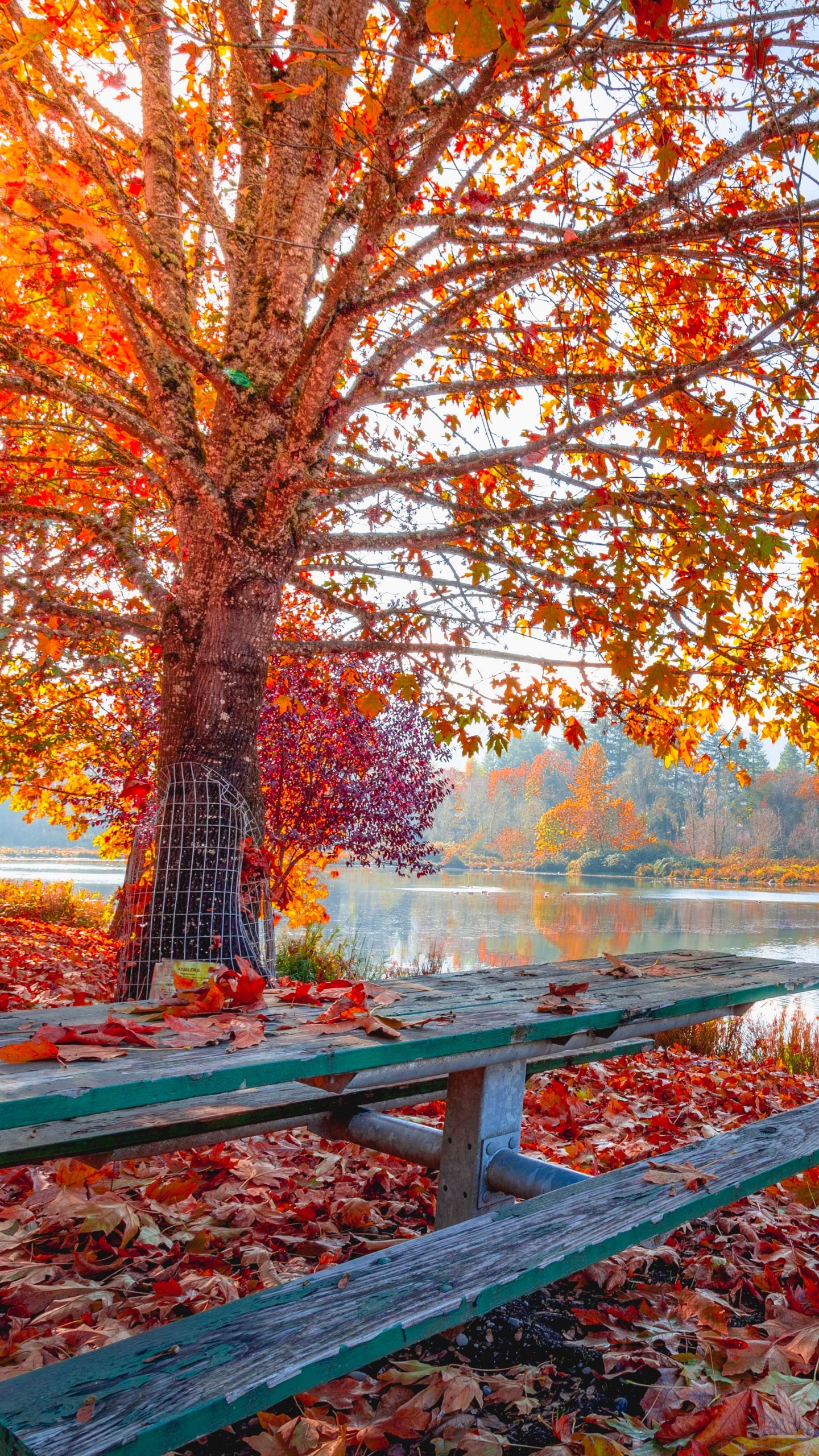 Autumn Wallpaper 4K, Maple tree