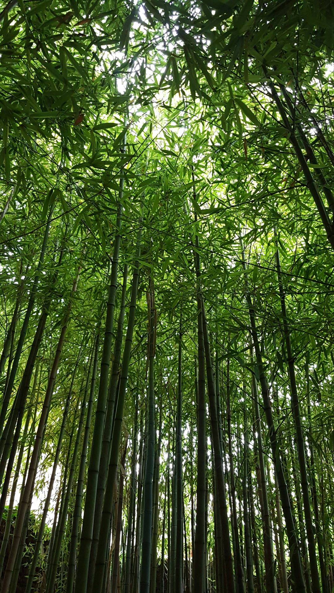 Bamboo Forest iPhone Wallpaper