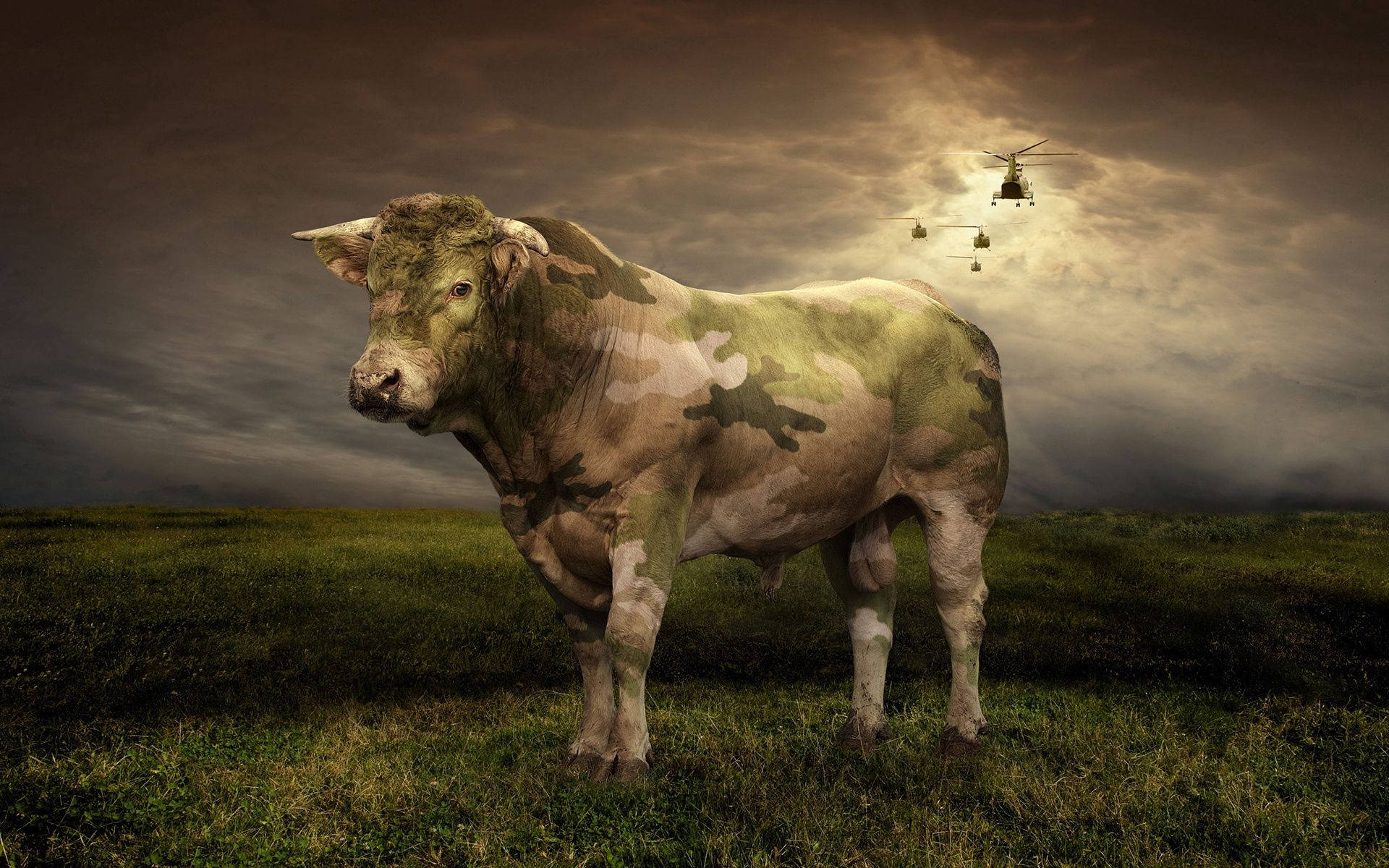 Download free Download Cow Wallpaper