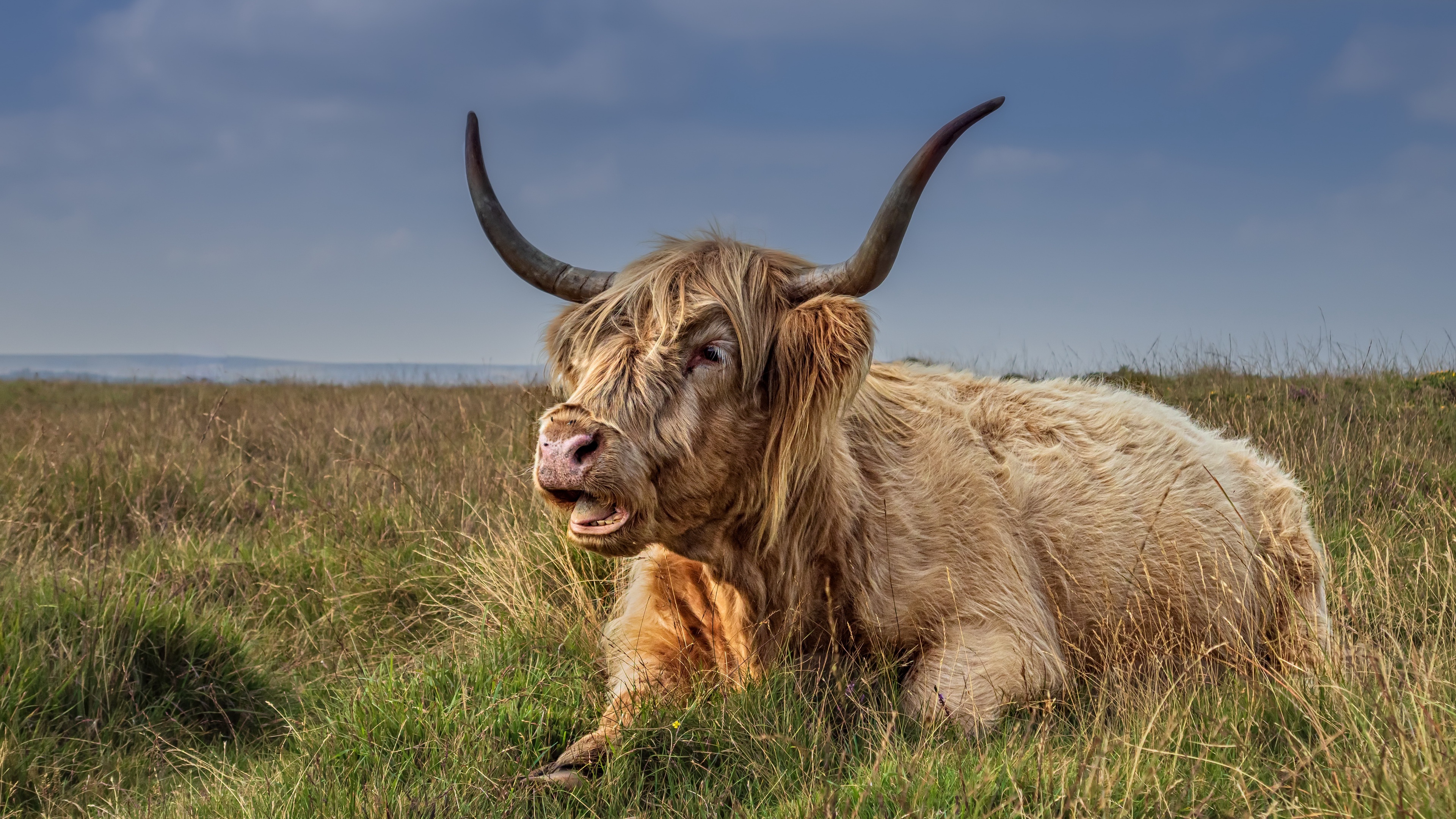Download Cow Animal Highland Cattle 4k
