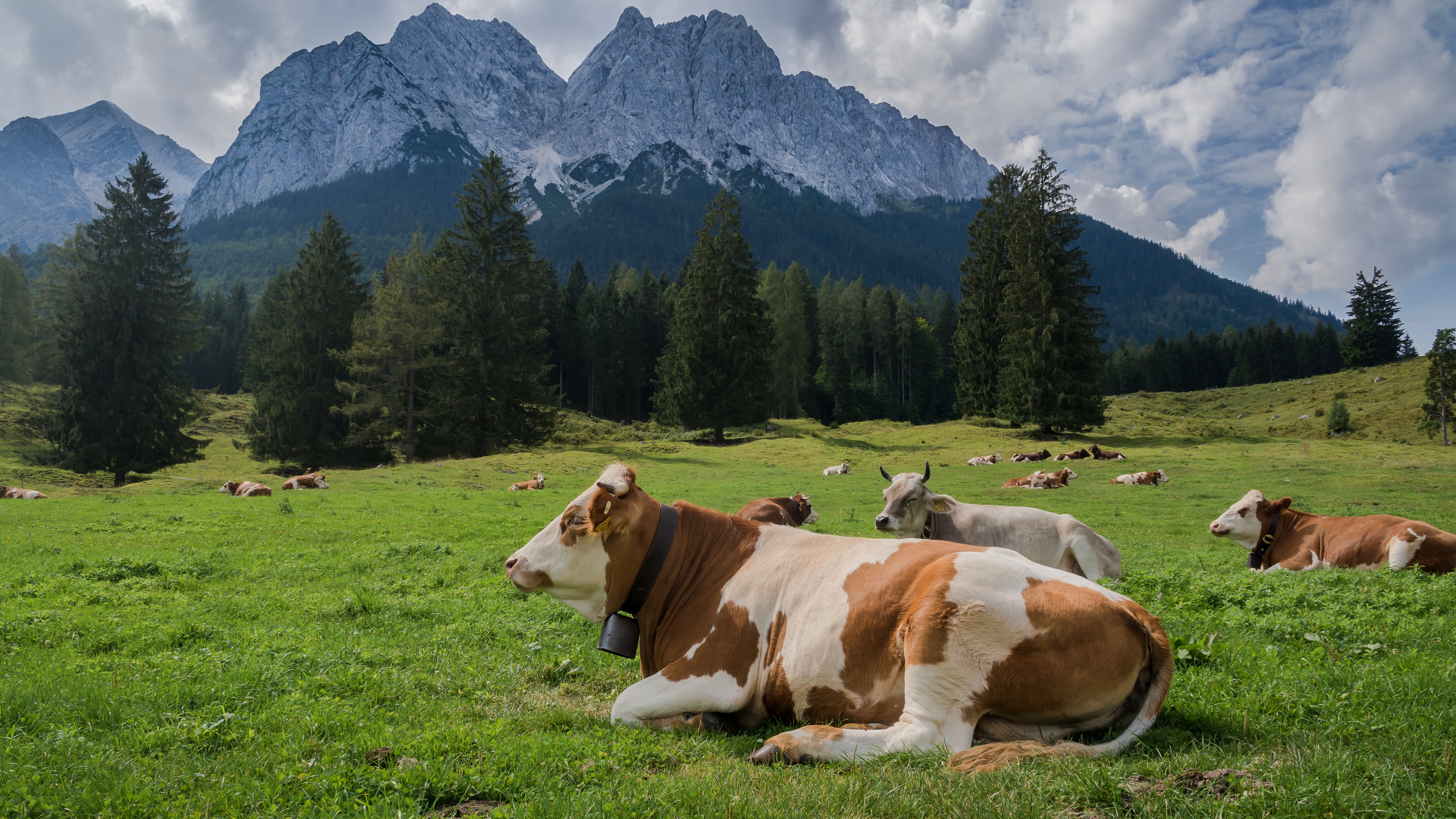 cow, cows, pasture, meadow, bulls