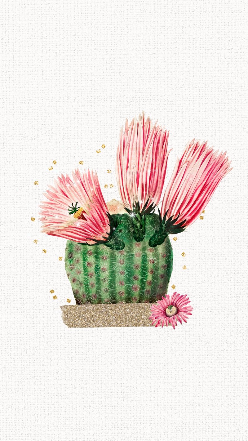 Cactus Wallpaper Image. Free Photo