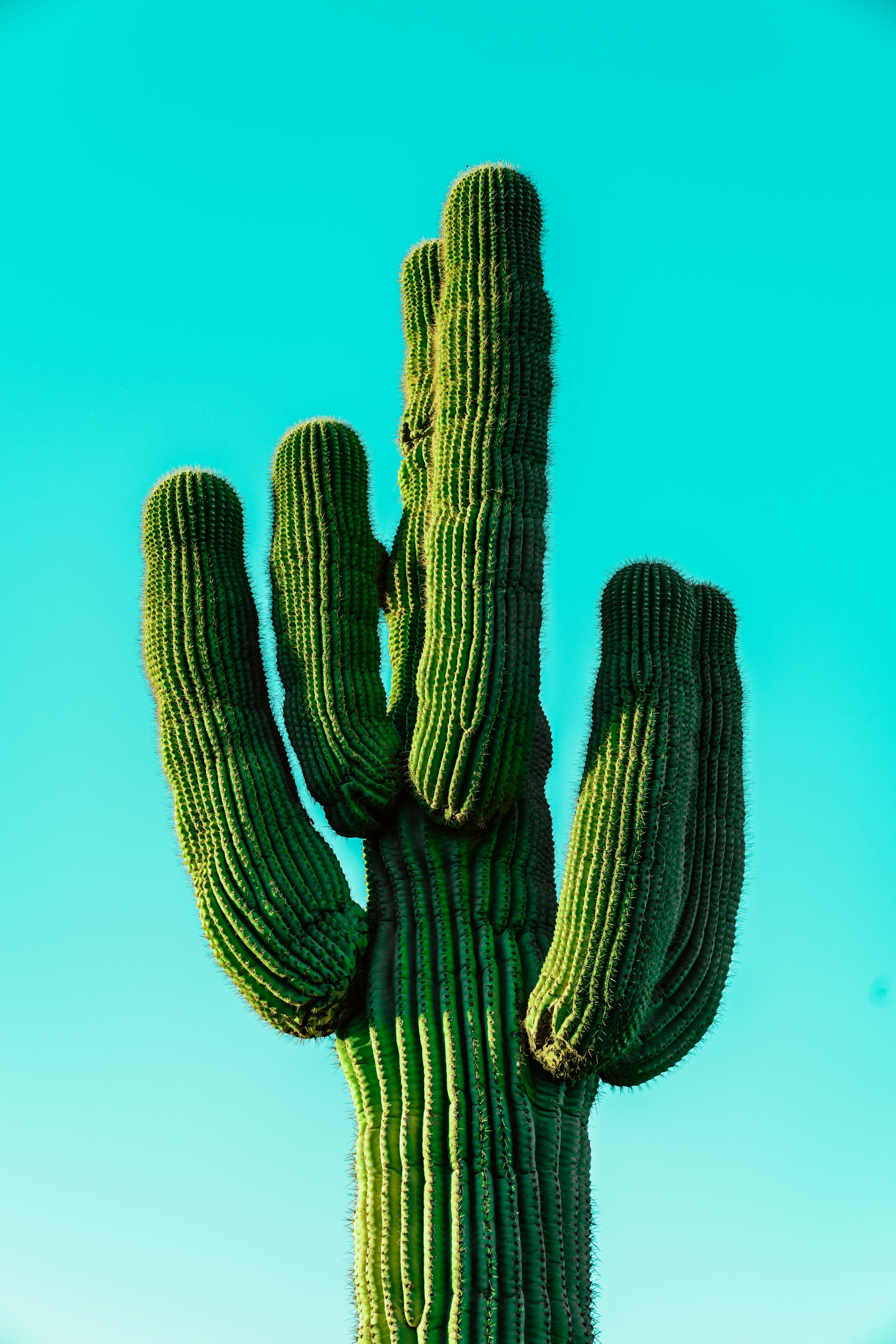 Cactus Wallpaper: Free HD Download