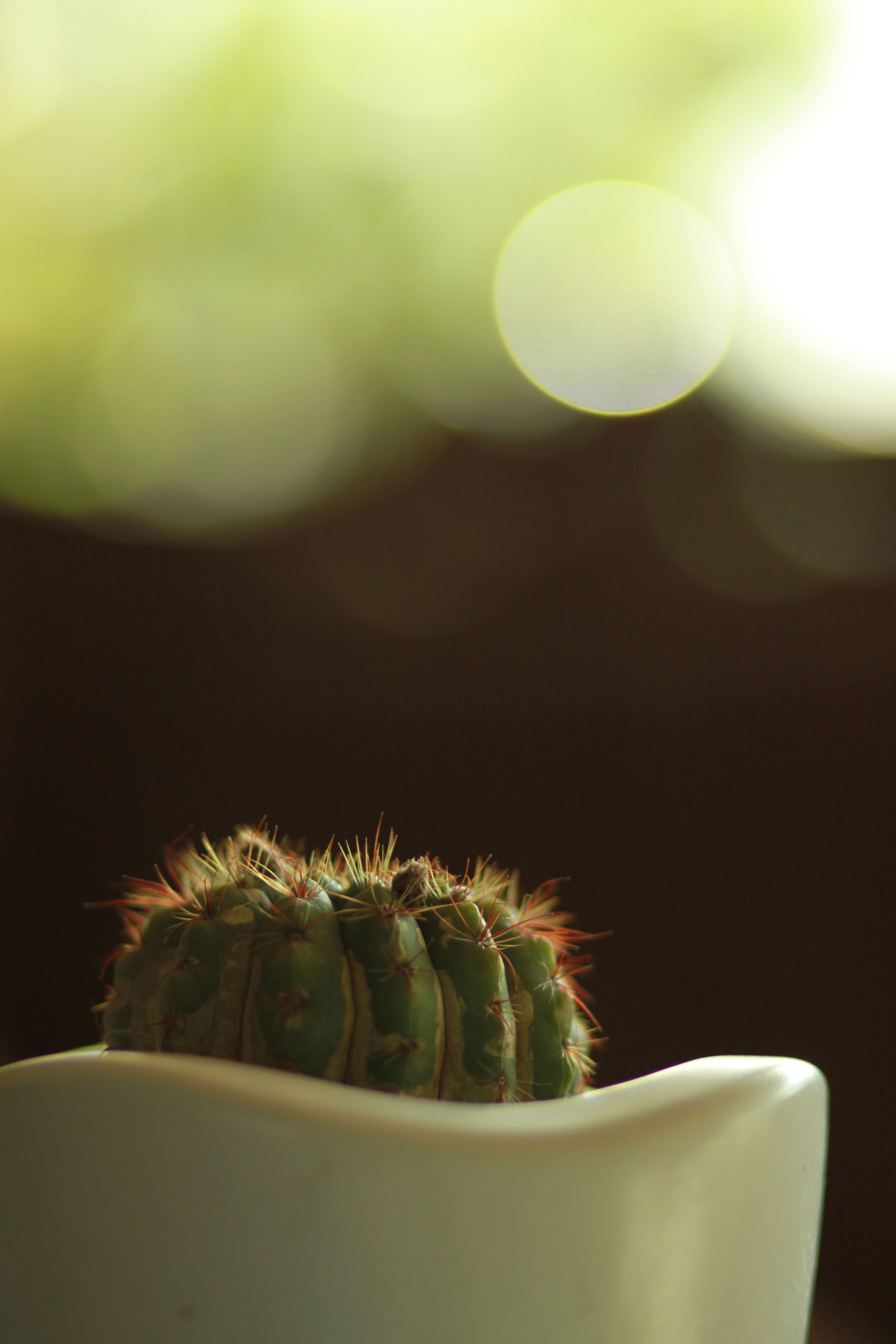 Download Cactus wallpaper for mobile
