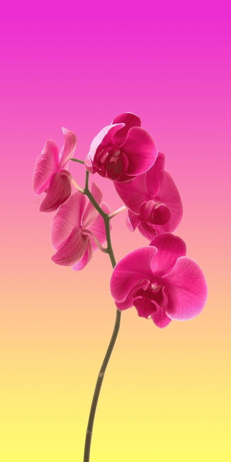 BNM. Flower iphone wallpaper