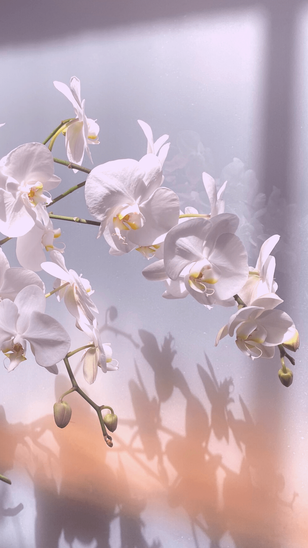 Free Floral Wallpaper For Your iPhone