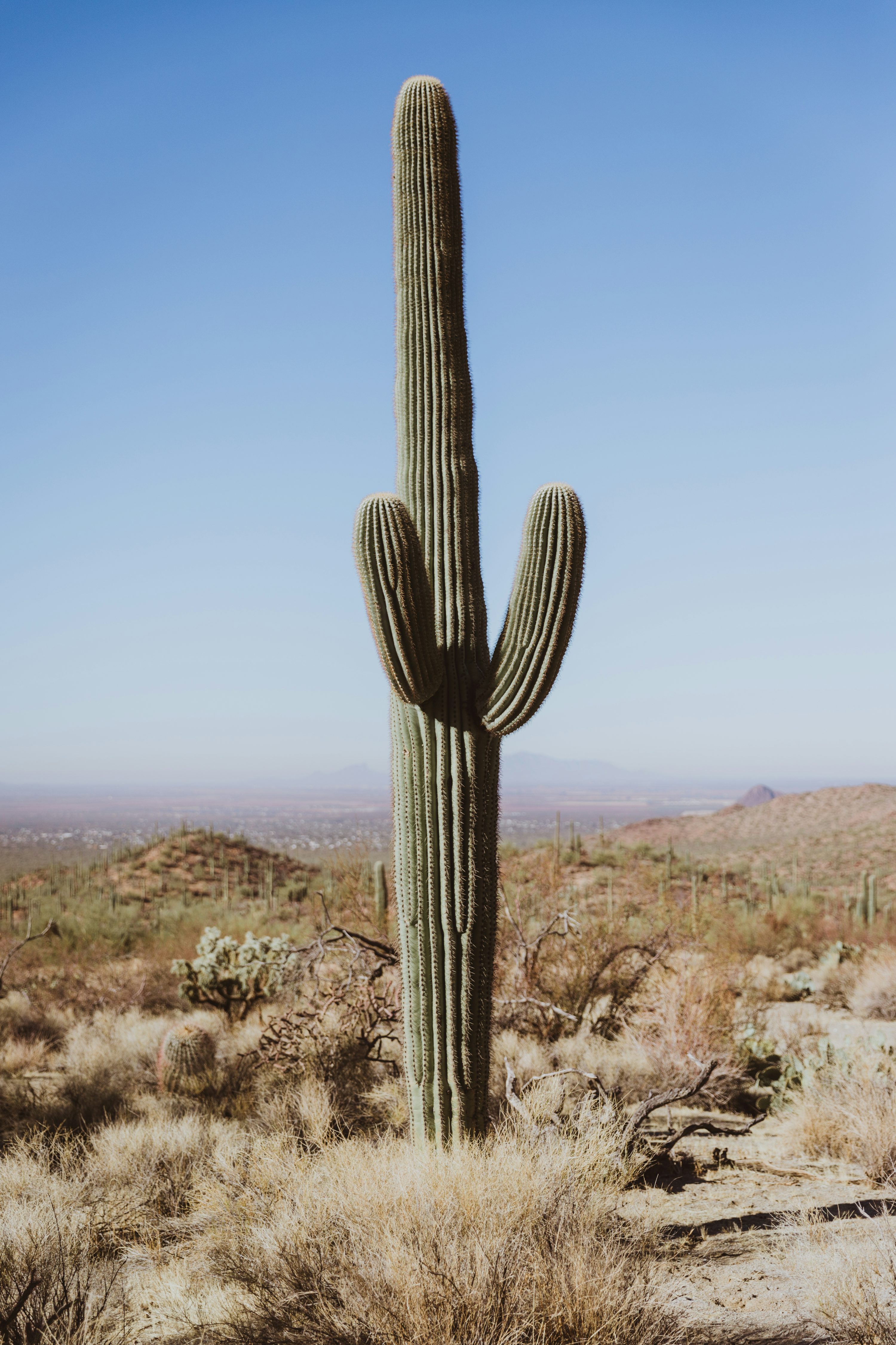 Cactus Wallpaper: Free HD Download