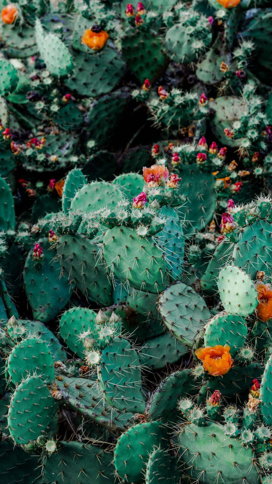 Cactus iPhone Wallpaper