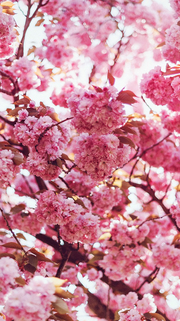 Spring Flower Pink Blossom Bokeh