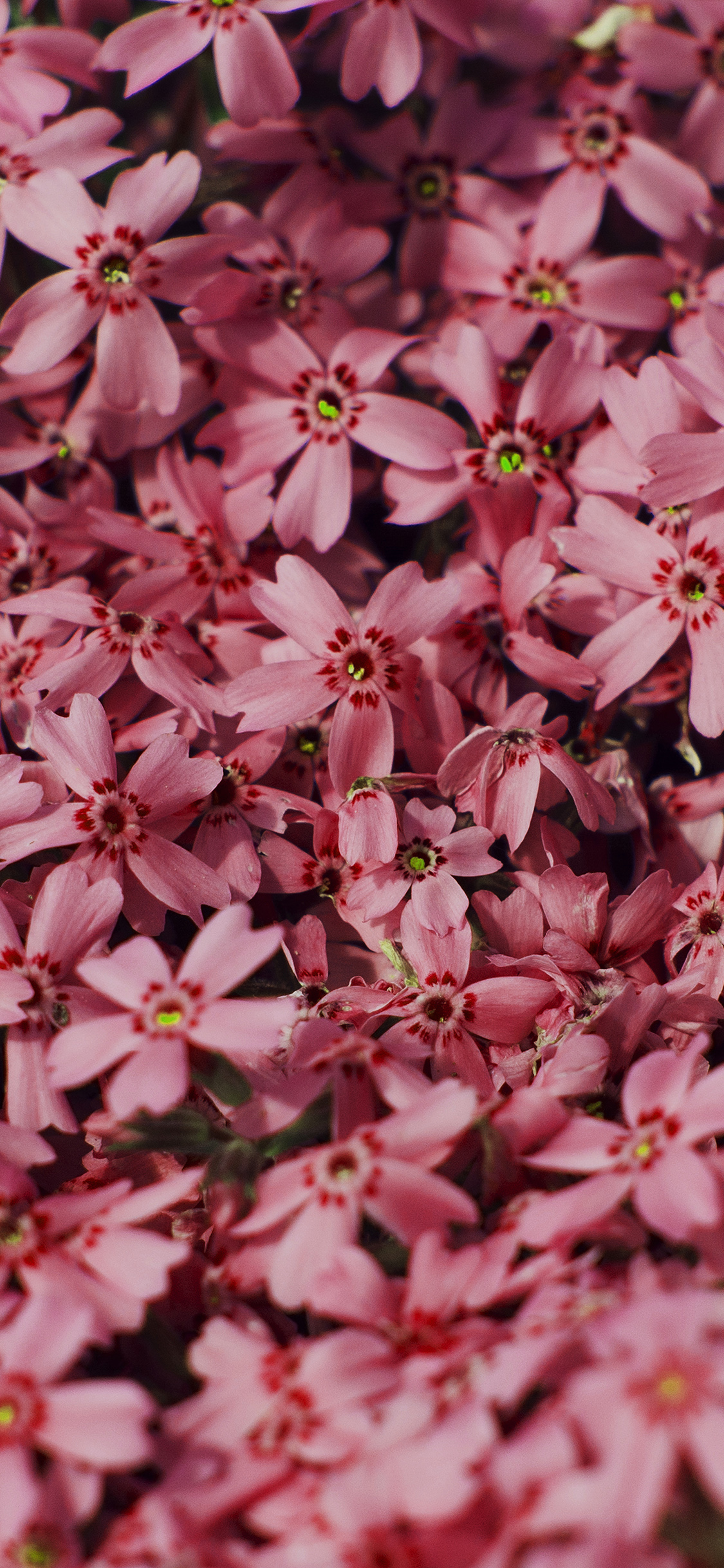 Red Flower Nature Party Spring