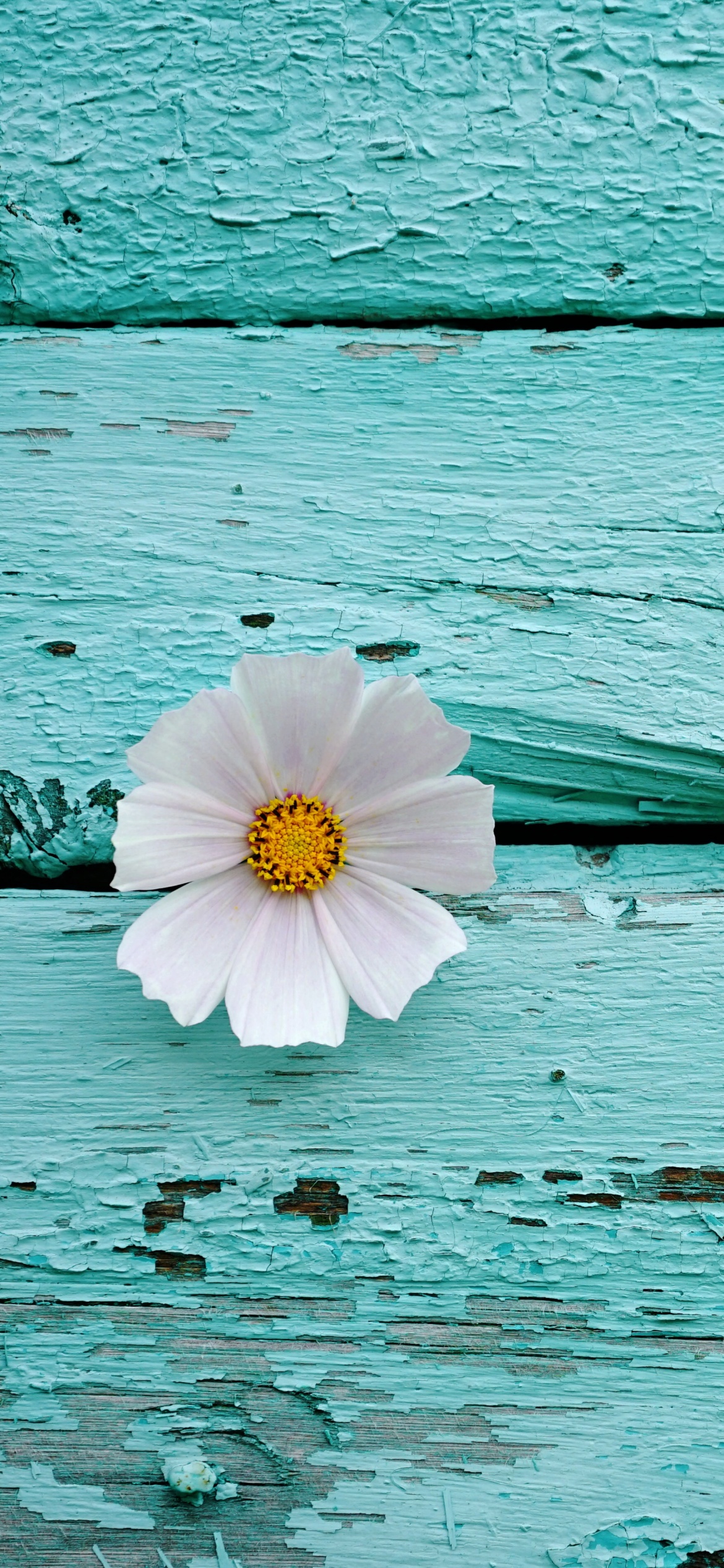 White flower Wallpaper 4K, Wooden
