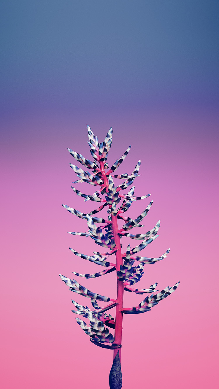 Flower Simple Apple Iphone8 Art