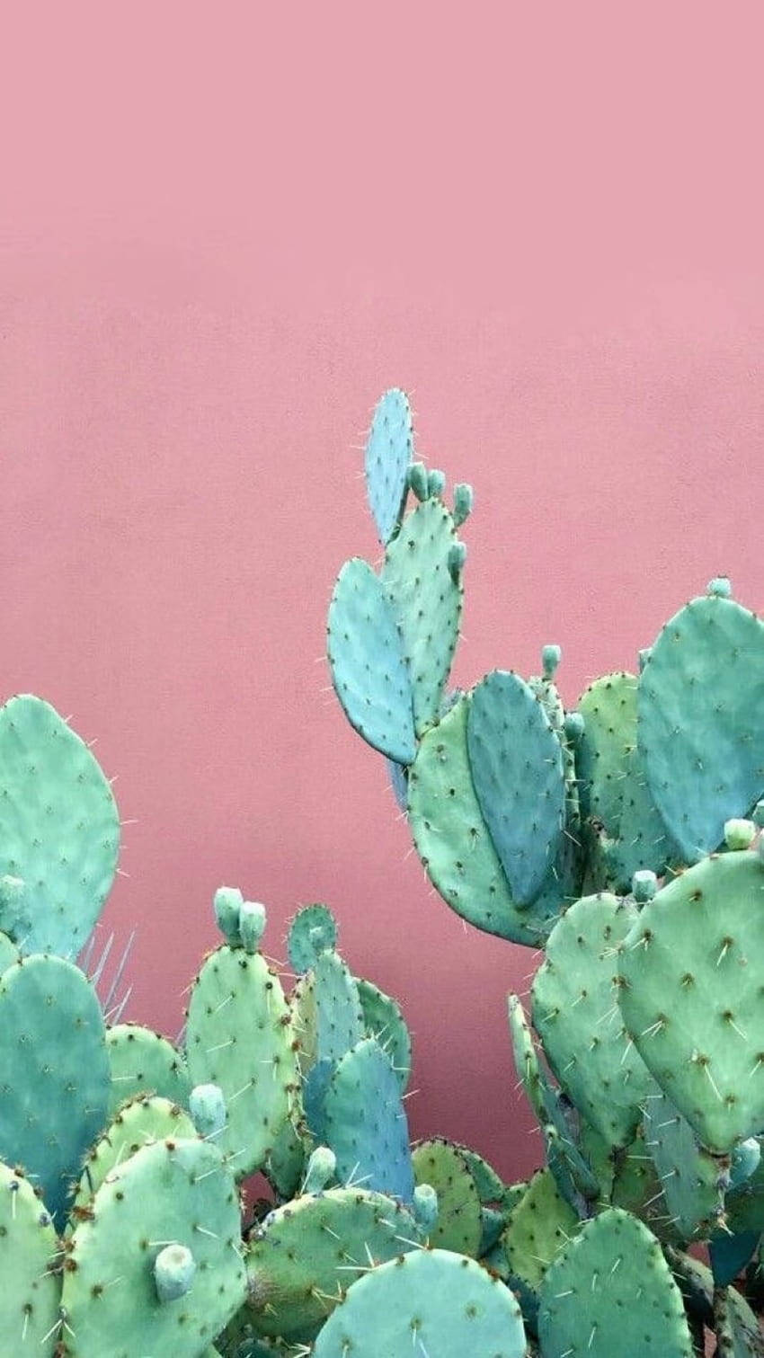 Pastel Cactus Wallpaper