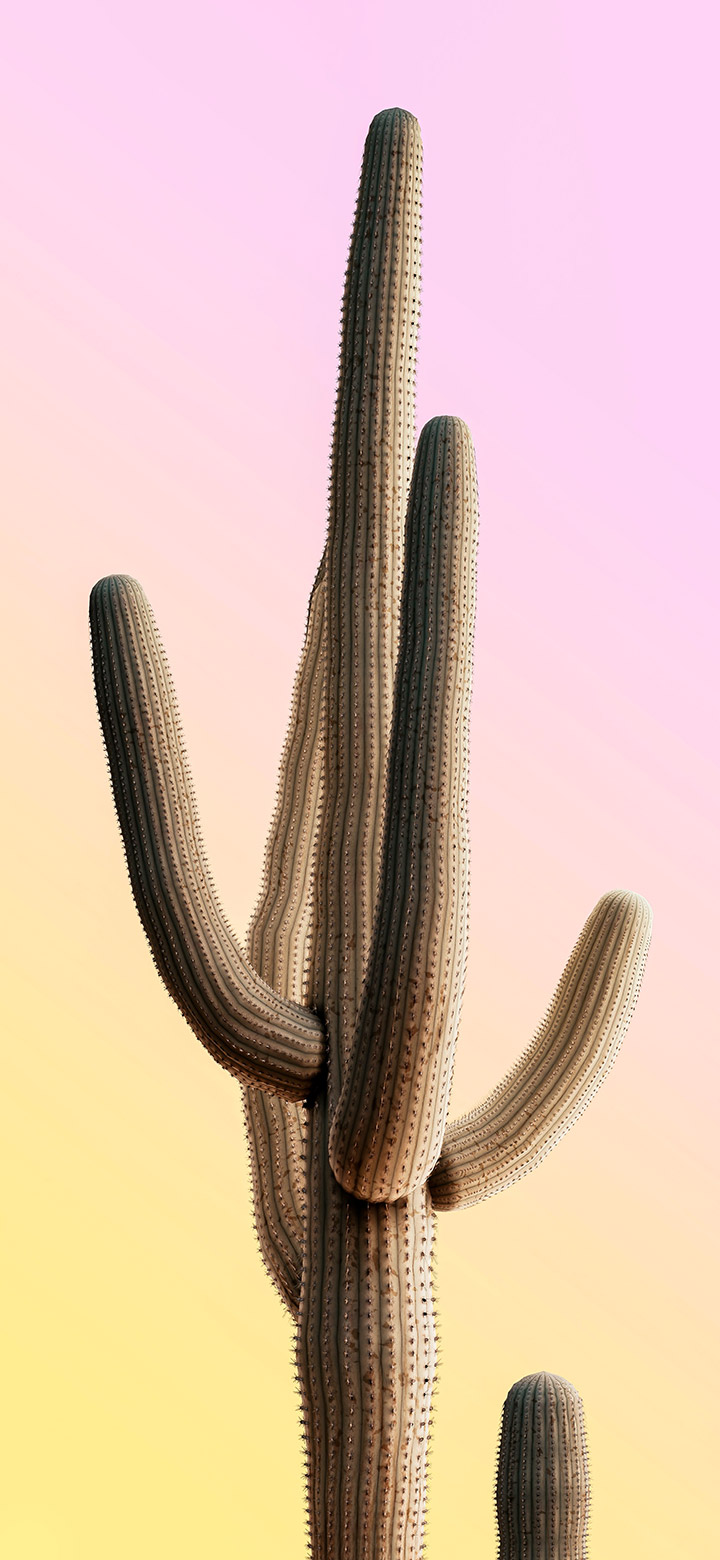 Simple Abstract Cactus Plants 4K Phone