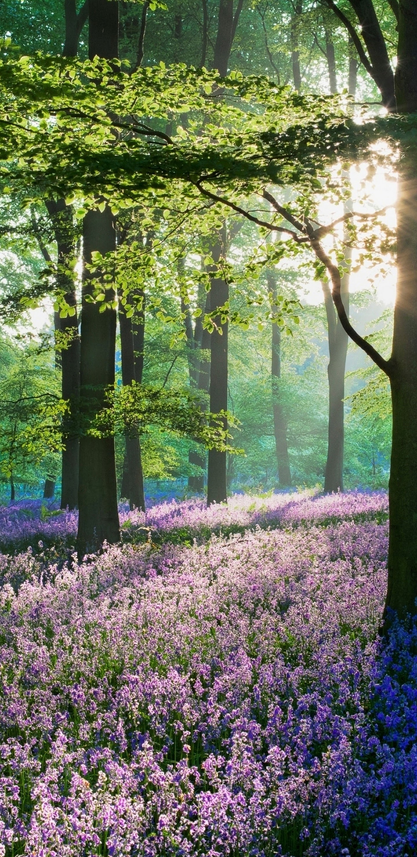 Lavender Flowers Forest Nature Scenery