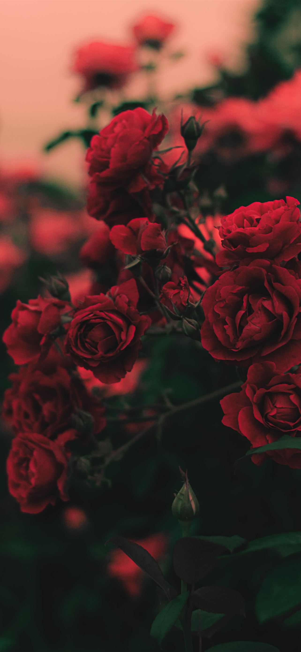 flower iPhone Wallpaper Free Download
