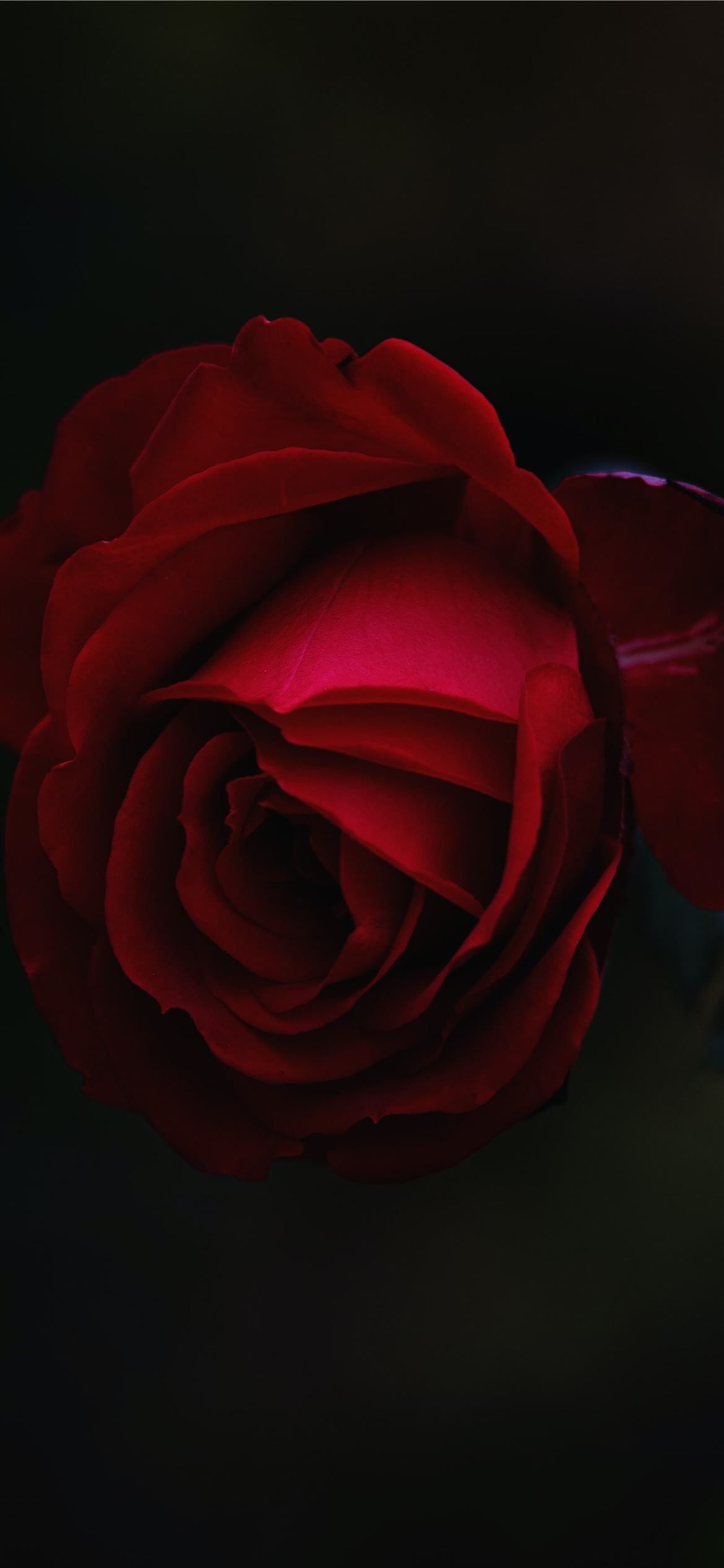 Red rose flower, Rose flower wallpaper