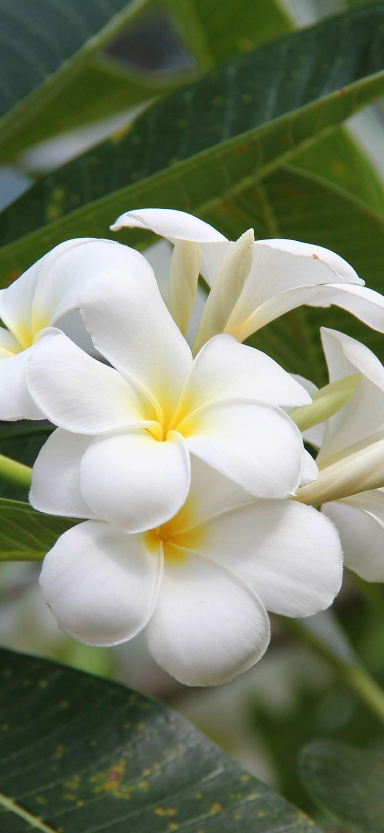 Frangipani Flower Wallpaper