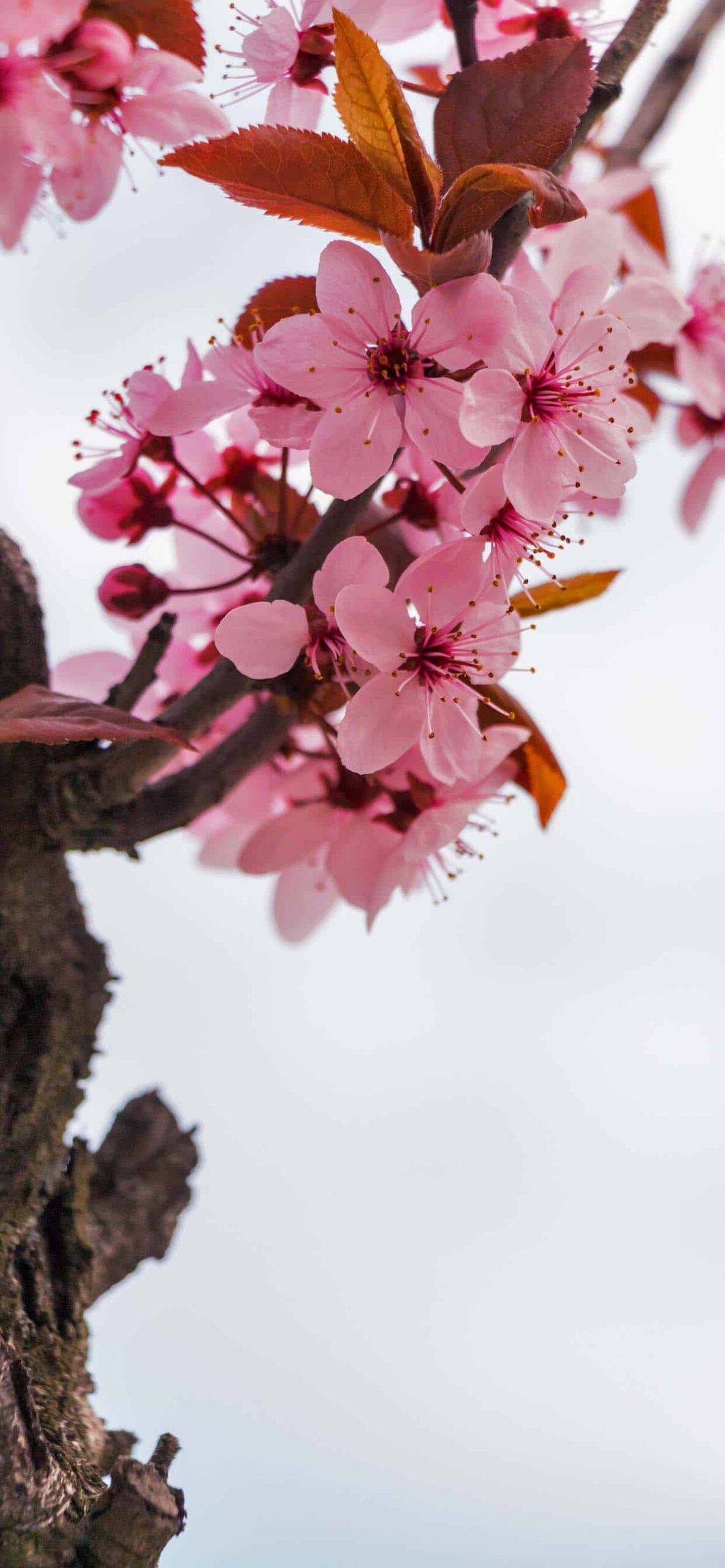 Spring Wallpaper for iPhone