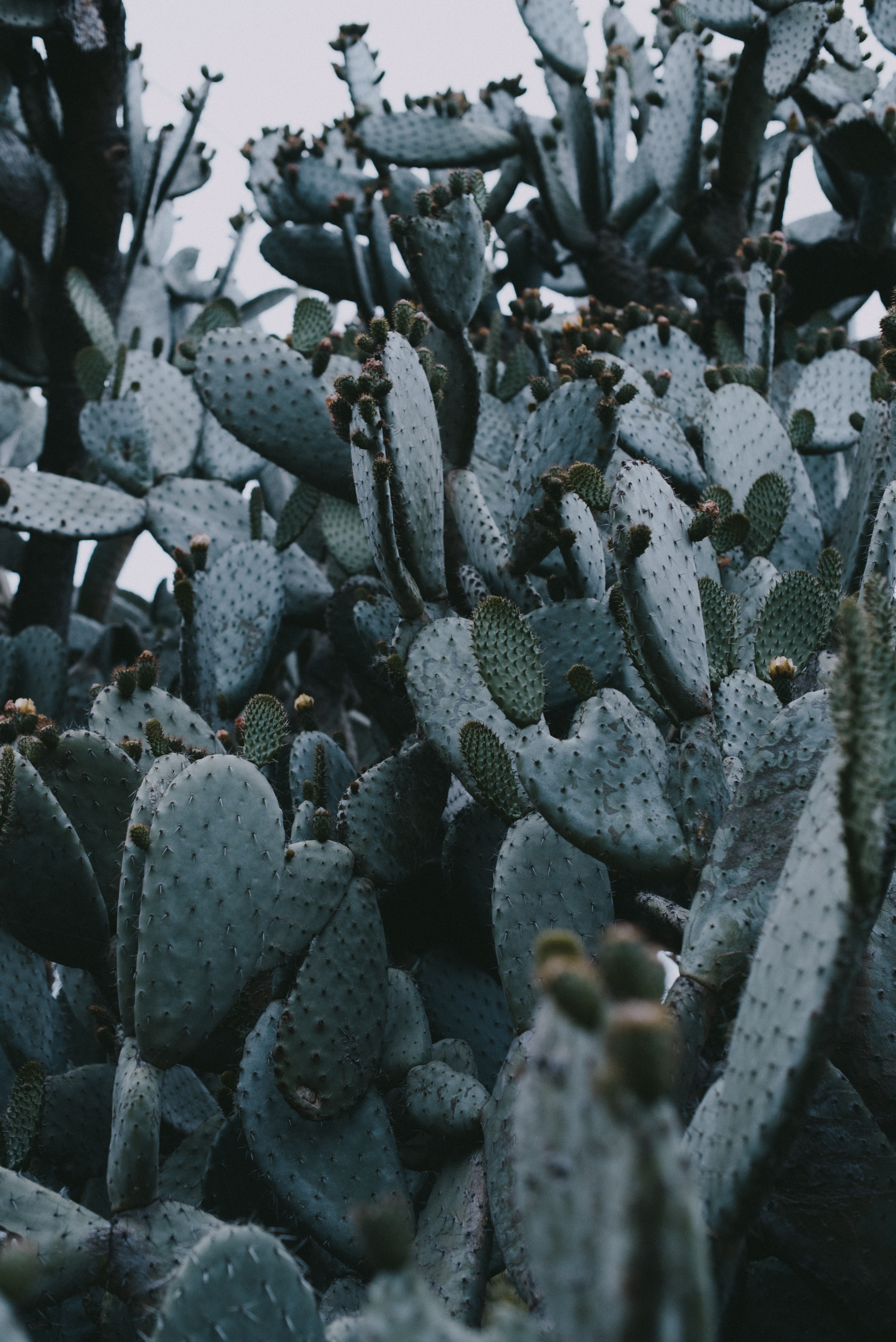 Download Cactus wallpaper for mobile