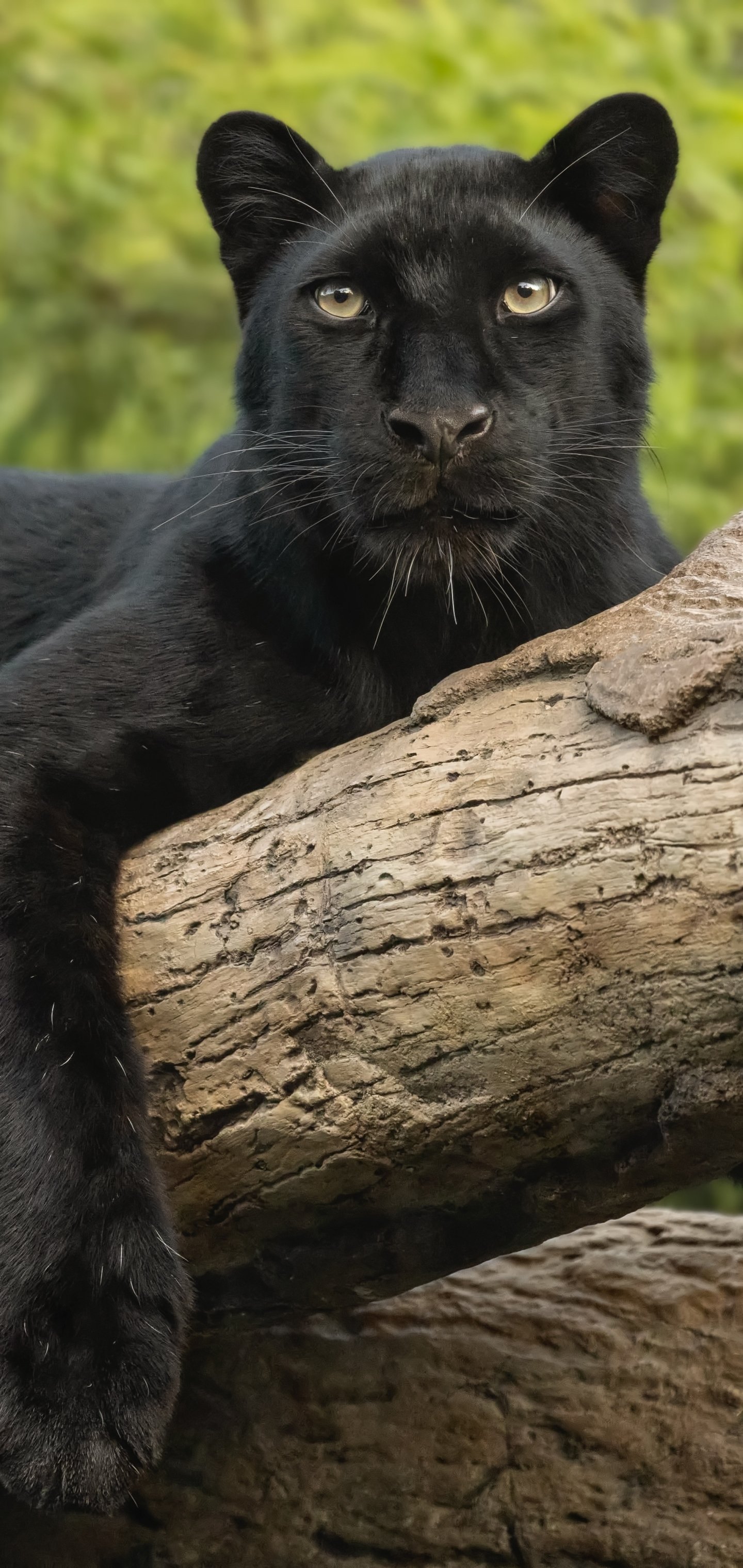 Animal Black Panther Phone Wallpaper