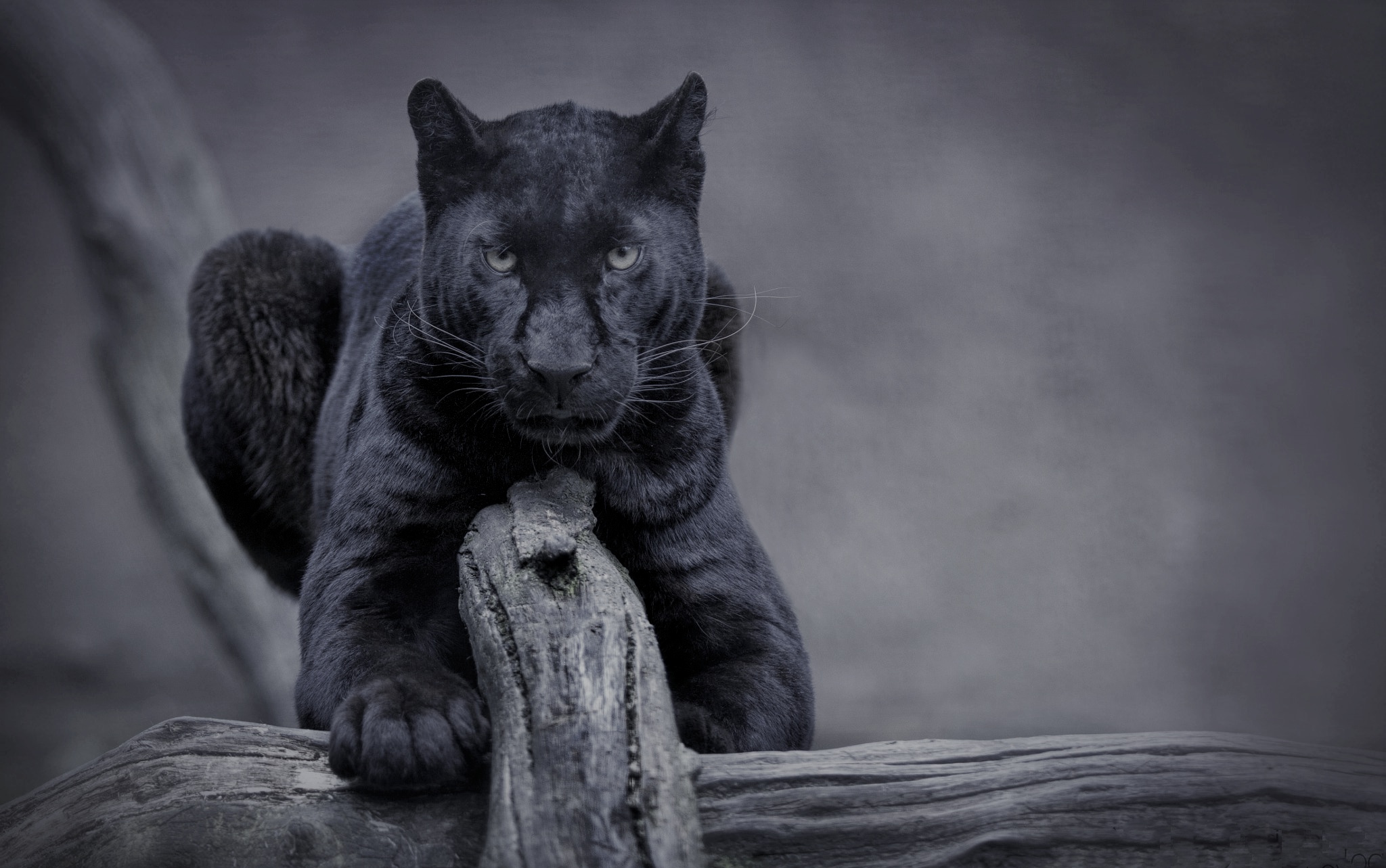 Wallpaper nature, cat, panther, wild