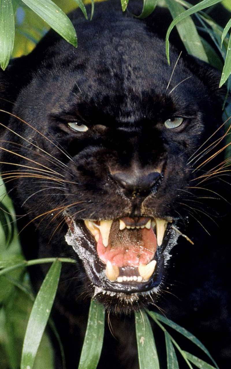 Black Panther Live Wallpaper