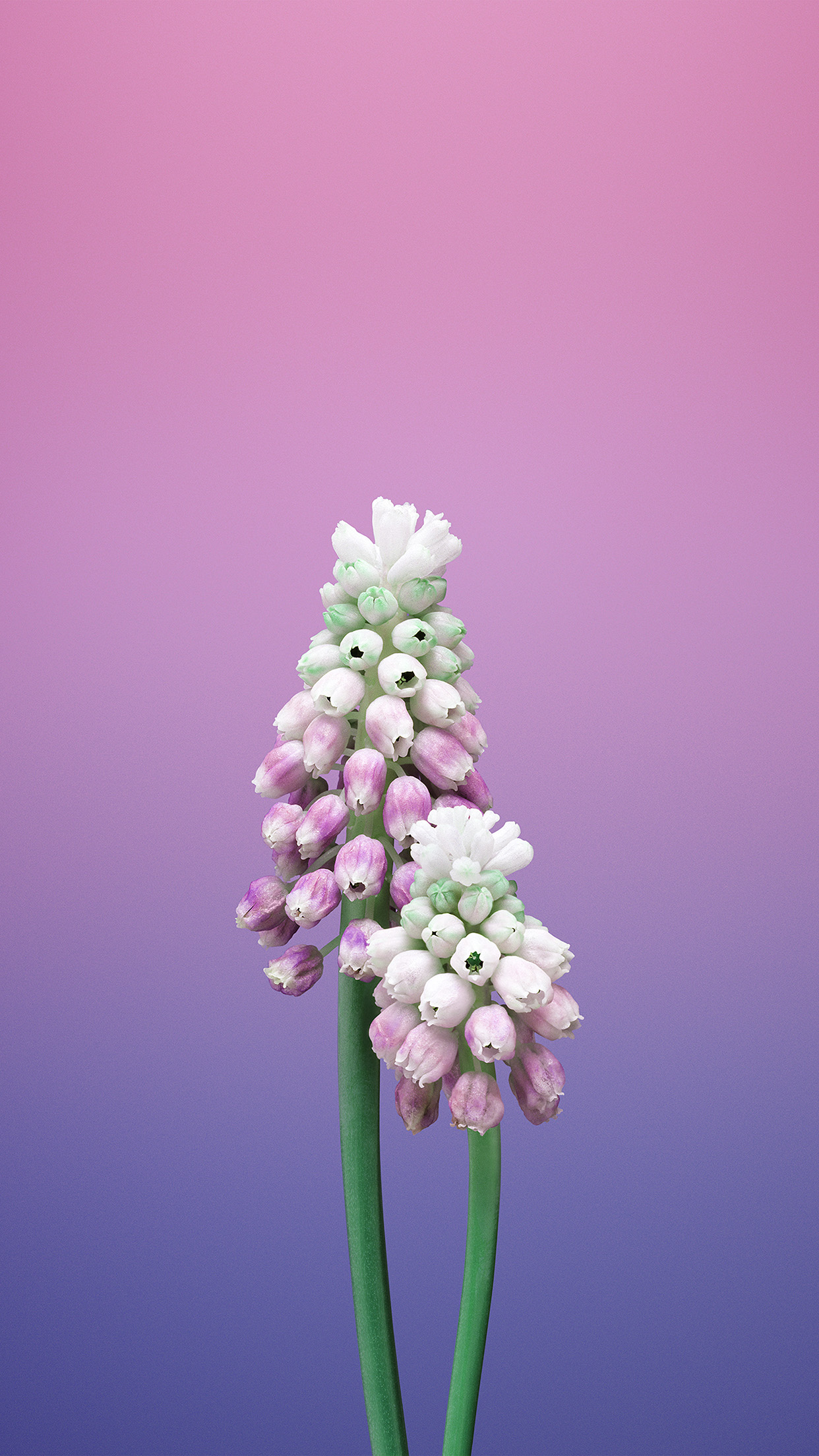 Flower Gradation Pink Apple