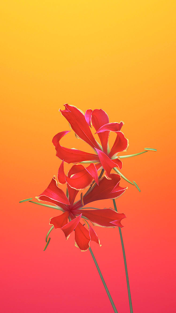 Download Flame Lily iOS 6 Wallpaper