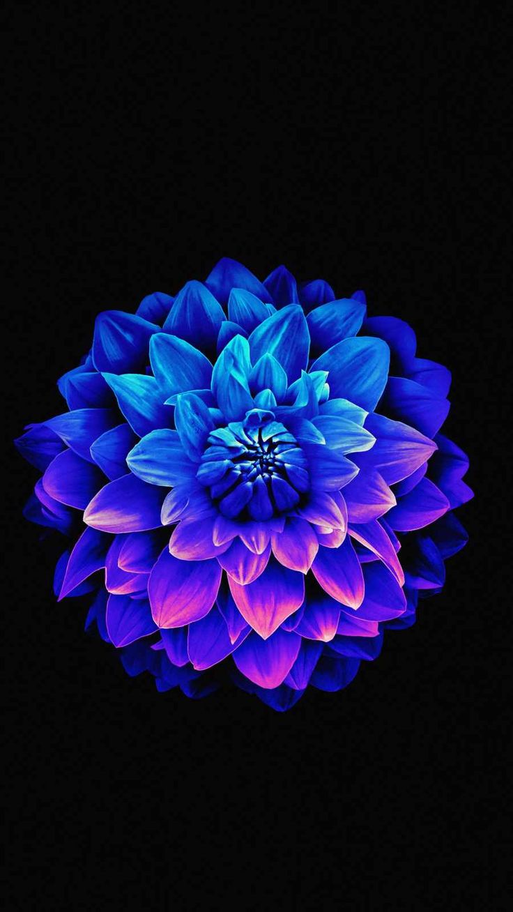 Amoled Flower iPhone Wallpaper. Flower