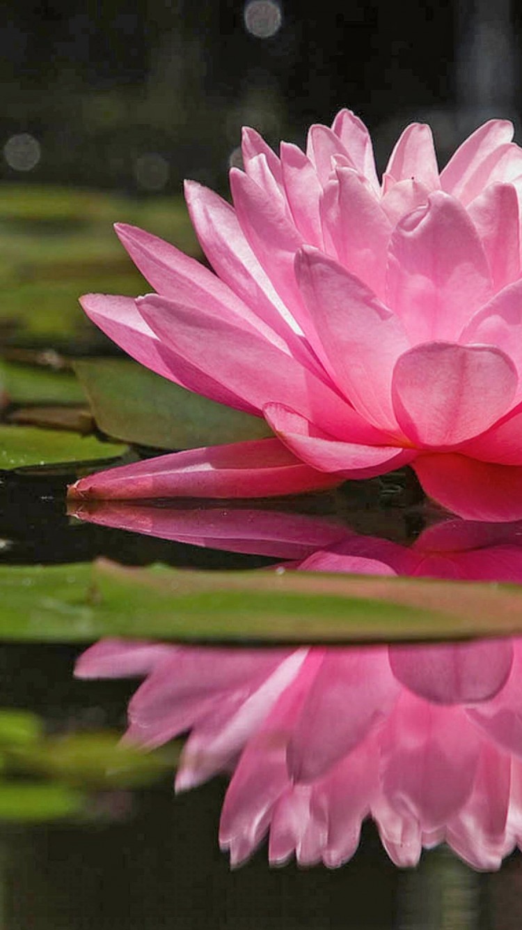 Water Lily Flower Wallpaper 482 iPhone