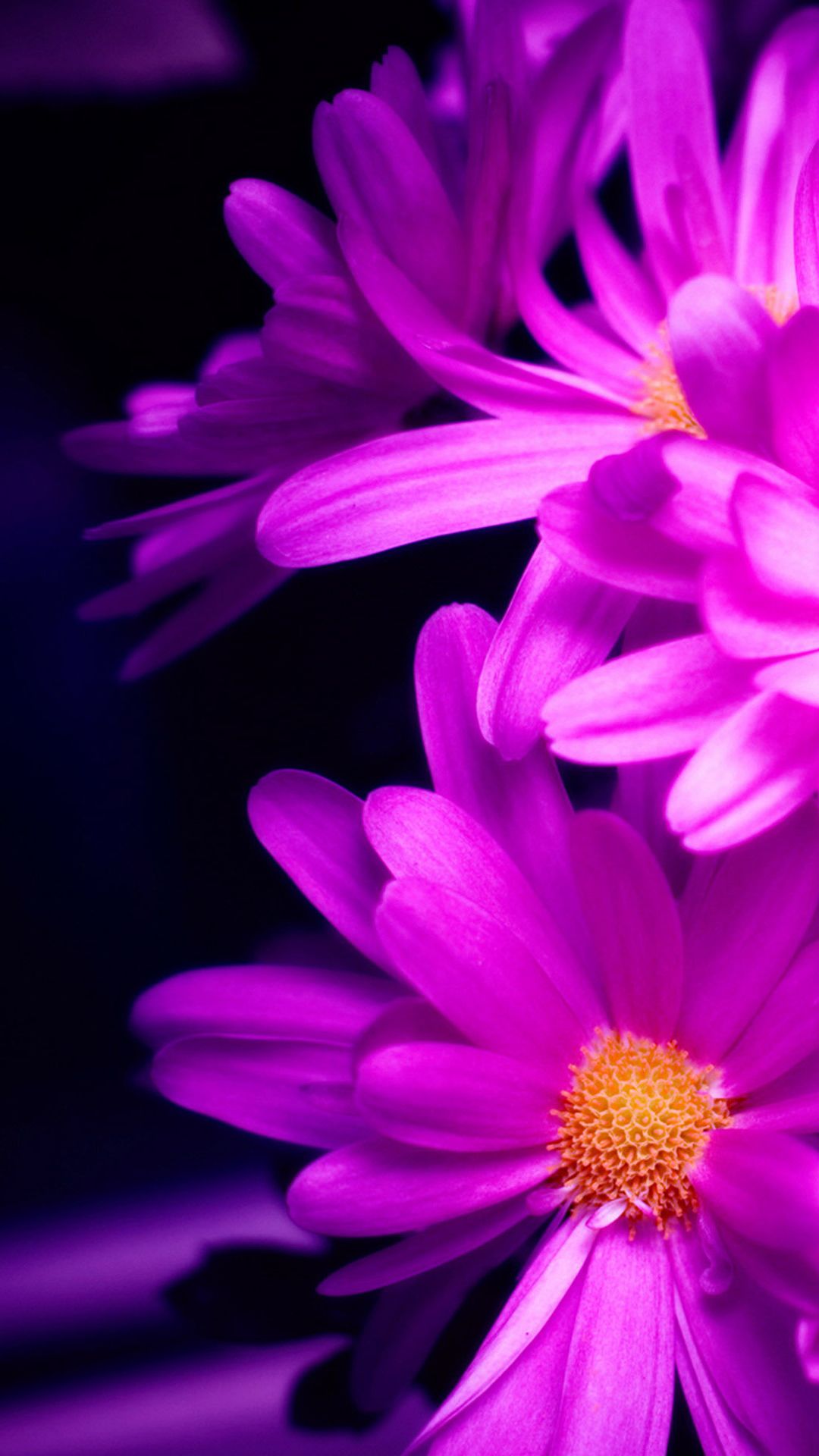 Flower iphone wallpaper, Purple flowers