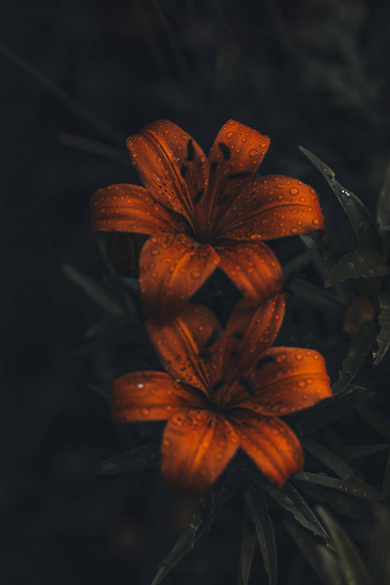 Raindrops Orange Flowers Wallpaper