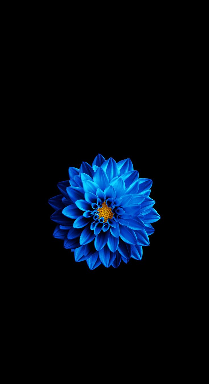 iPhone 6 flower wallpaper, Flower