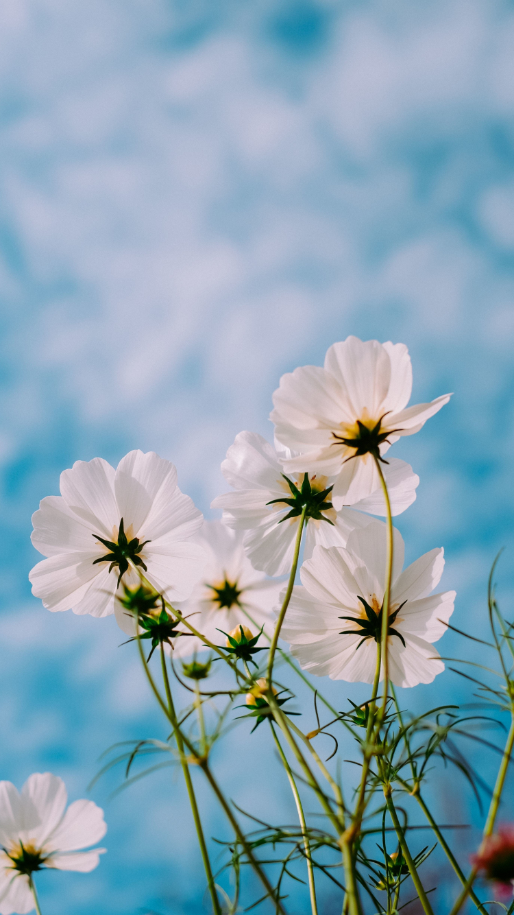 white cosmos, bloom, plants, flowers